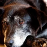 Justiça condena lojista a 5 anos de reclusão por maus-tratos a cães