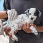 Prefeitura divulga cronograma de vacinação antirrábica animal em Teixeira de Freitas